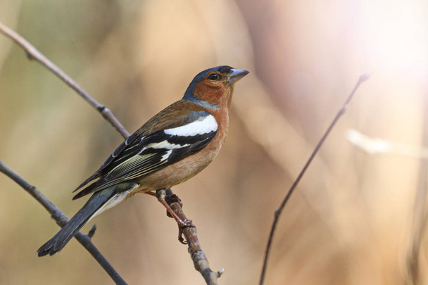 canto uccello primaverile seduto su un ramo con hotspot soleggiato
 - Foto, immagini