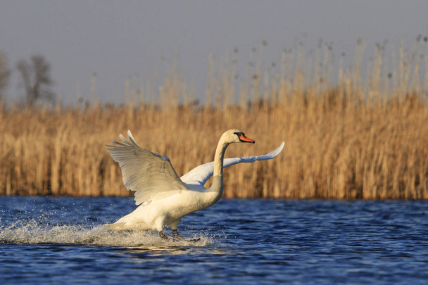 cisne mudo revolotea en un lago azul
 - Foto, imagen