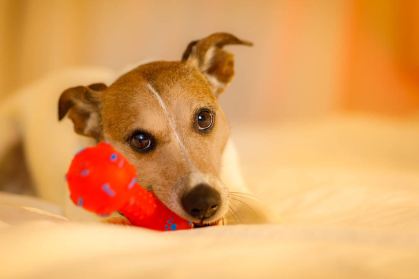 cão na cama com bola ou brinquedo
 - Foto, Imagem