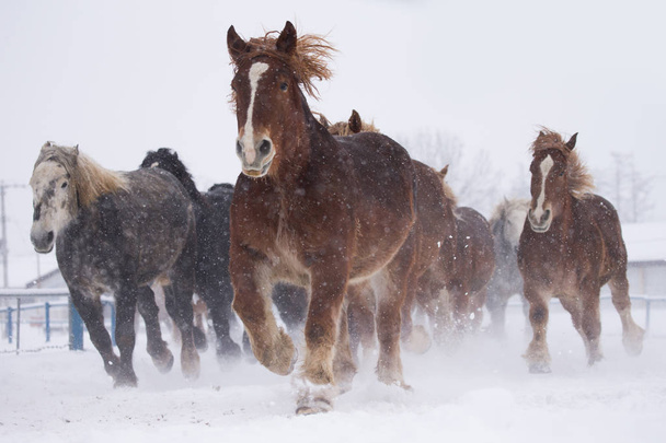 běžící koně v zimě - Fotografie, Obrázek