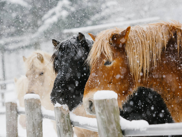 paard in winter grasland - Foto, afbeelding