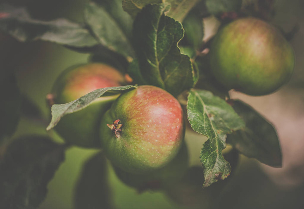 Pearmain jabłka na drzewie - Zdjęcie, obraz