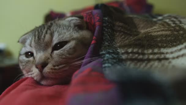 macska-val nagy szemek - Felvétel, videó