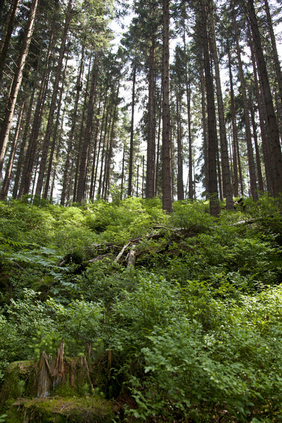 Az erdő áfonya - Fotó, kép
