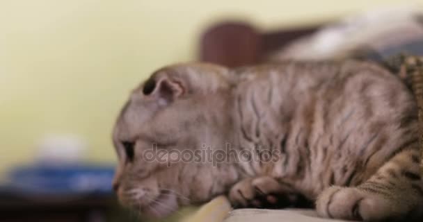 Gato cinza fazendo truques e dando cara branco um alto cinco
 - Filmagem, Vídeo