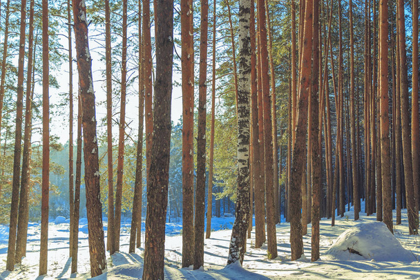 Winter forest in sunny weather during the day - Foto, Bild