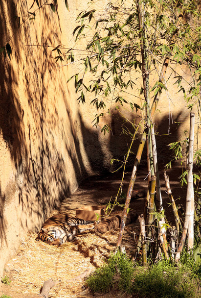 Sumatran Kaplanı, Panthera tigris sumatrae - Fotoğraf, Görsel