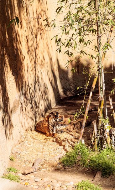 Суматранский тигр, пантера суматра - Фото, изображение