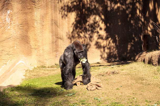 Gorilas de las tierras bajas occidentales - Foto, Imagen
