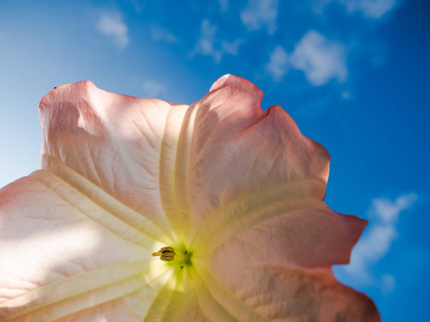 Рожева квітка на тлі блакитного неба
 - Фото, зображення