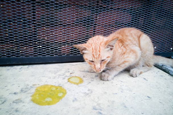kranke Katze mit Erbrochenem auf dem Fußboden - Foto, Bild