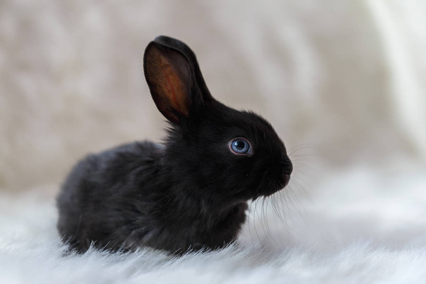 Pequeno coelho em um fundo branco
 - Foto, Imagem