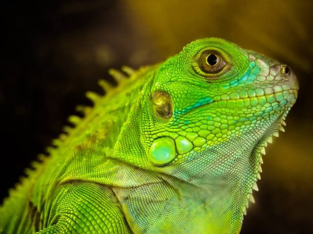 iguana verde de cerca
 - Foto, Imagen