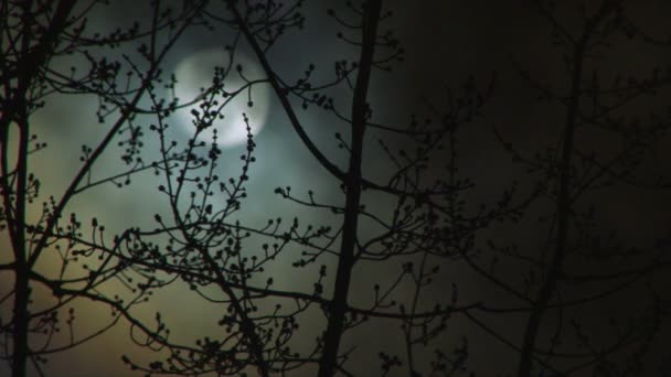 Висока чіткість повний проміжок часу місяця з хмарами, що проходять і зимовими деревами на передньому плані
. - Кадри, відео
