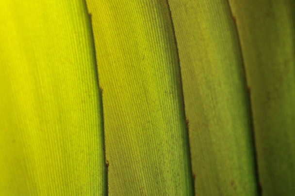 zelená listová texturu - Fotografie, Obrázek