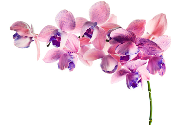 Orchidée isolée sur fond blanc
 - Photo, image