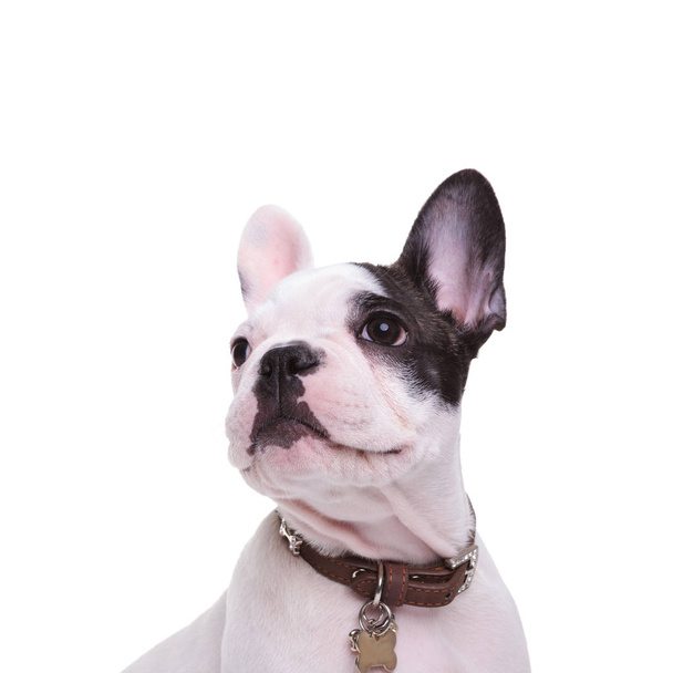 vierkante foto van een schattig Franse bulldog puppy hond poseren - Foto, afbeelding