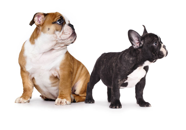 Puppy  French and an English bulldog - Valokuva, kuva