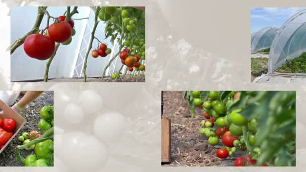 Production of tomatoes in greenhouses - Footage, Video