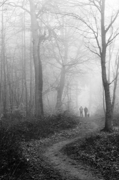 Ελληνικά δάση την ομιχλώδη ομίχλη το πρωί - Φωτογραφία, εικόνα