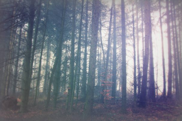 Bosque inglés en una nebulosa mañana brumosa
 - Foto, Imagen