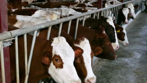 Vacche da latte in un fienile della fattoria
 - Filmati, video