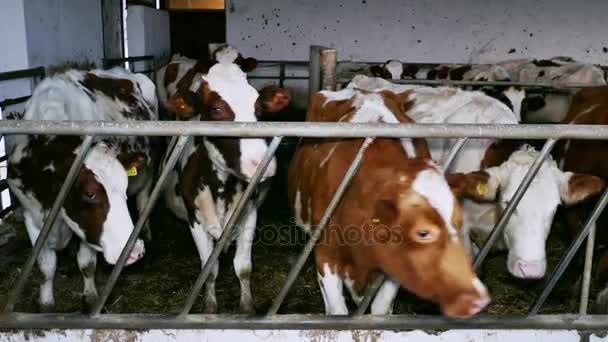 Vaches laitières dans une mangeoire
 - Séquence, vidéo