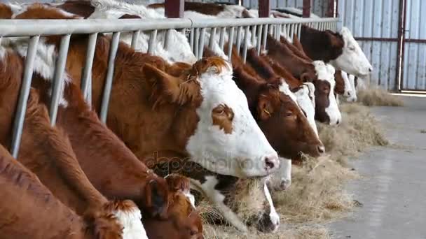 Dairy Cattle on the farm - Footage, Video