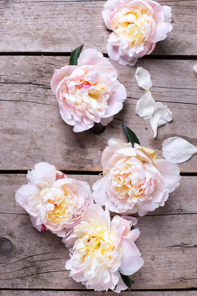 Tender pink peonies flowers  - Foto, Bild