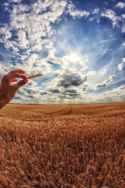 Muž drží klasy kukuřice v ruce. Pole pšenice v pozadí - Fotografie, Obrázek