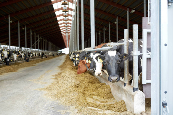 herd of cows eating hay in cowshed on dairy farm - Foto, imagen
