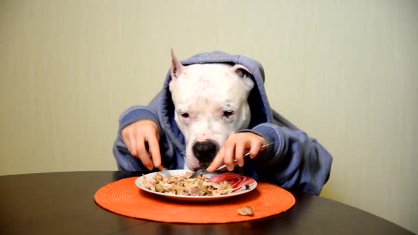 Staffordshire Terrier isst mit Messer und Gabel - Filmmaterial, Video