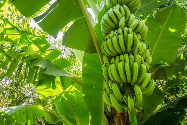 https://cdn.create.vista.com/api/media/small/140002232/stock-photo-giant-cavendish-banana-bunch-on-the-plantation