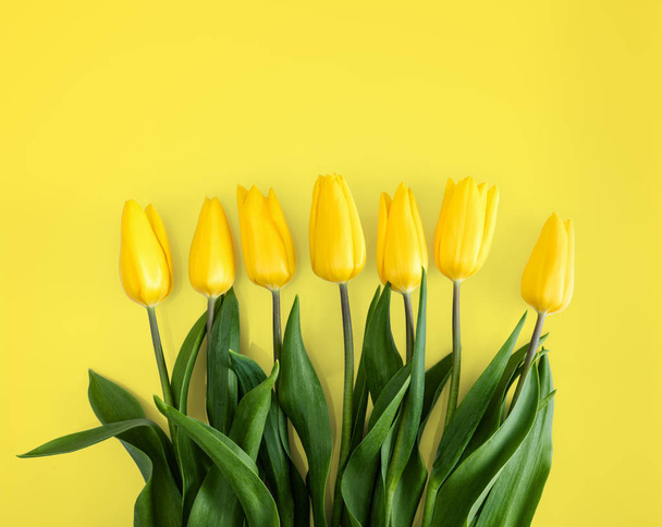 Yellow tulips on Yellow background - Zdjęcie, obraz
