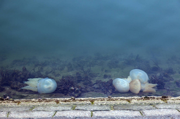Lizbon'da görülen denizanası - Fotoğraf, Görsel
