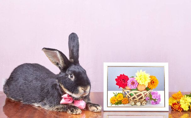 На рожевому тлі кролик лежить біля рамки з фото і квітами
 - Фото, зображення