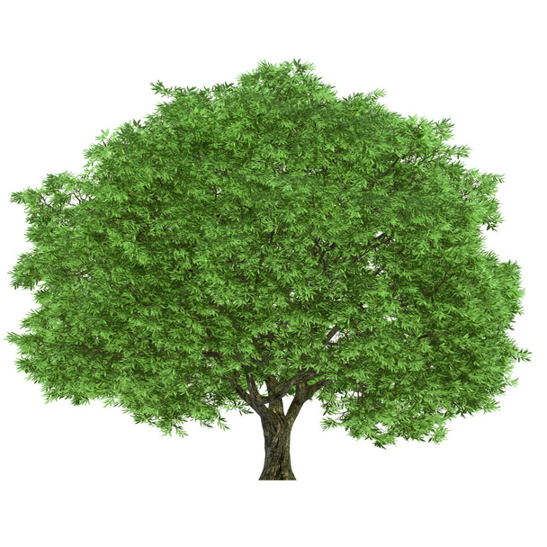 Large tree - Foto, afbeelding