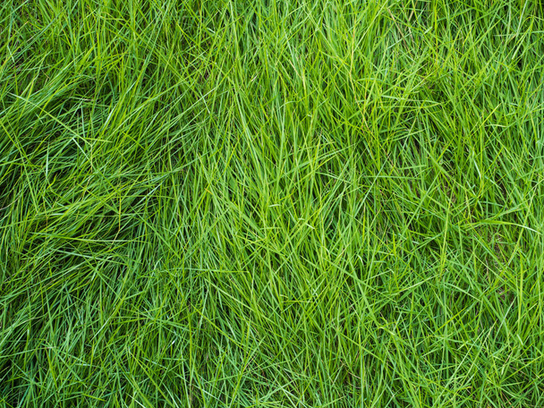 green grass texture - Foto, Imagen