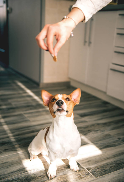 Σκύλος Τζακ Ράσελ με τρόφιμα. - Φωτογραφία, εικόνα