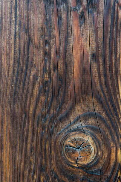 Naaldboom close-up op muur gemaakt van houten planken, donkere paneel - Foto, afbeelding