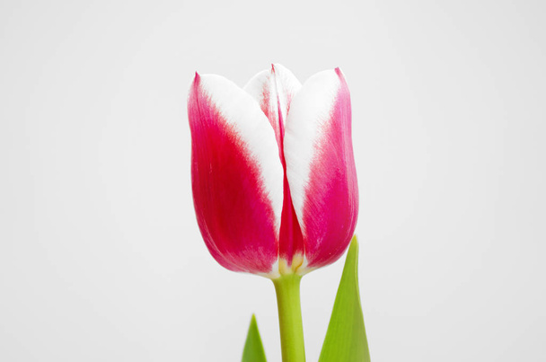 Tulips pistil stamen red pink flowers spring summer holiday - Photo, Image