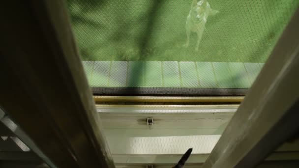 Kätzchen am Fenster versteckt sich vor dem Hund - Filmmaterial, Video