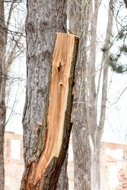 pino, rama fresca cortada
 - Foto, Imagen