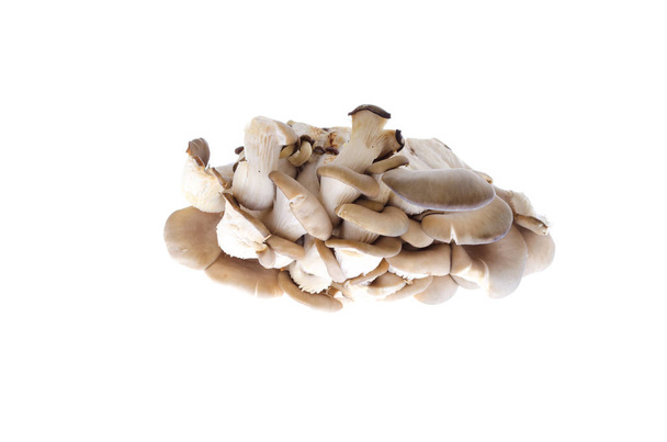 champiñones comestibles de ostra sobre un fondo blanco
 - Foto, Imagen