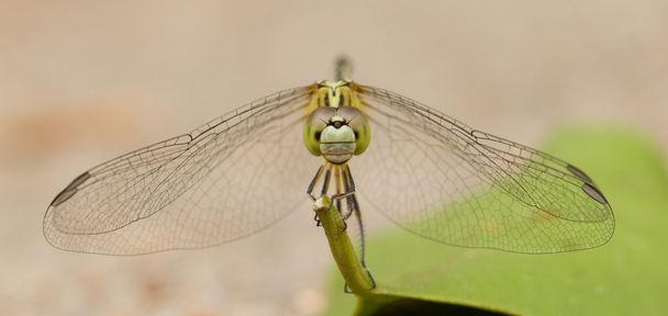 libélula em uma folha - Foto, Imagem