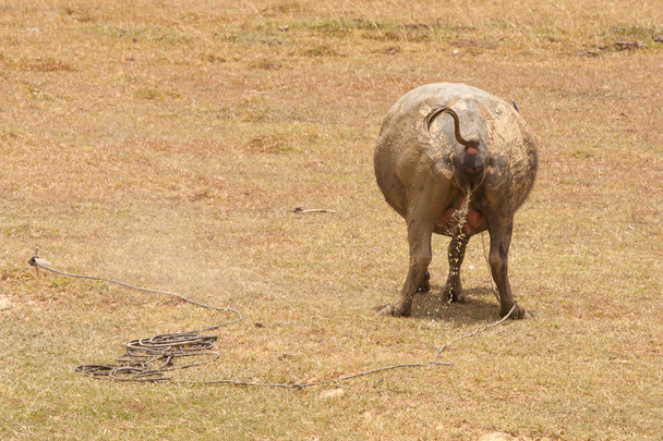 Великий водяний буйвол пісяє
 - Фото, зображення