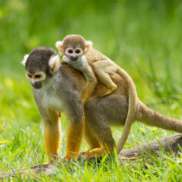 Jeune singe sur le dos de sa mère
 - Photo, image