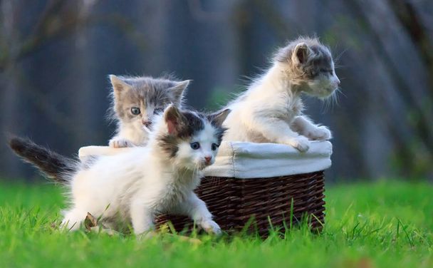 Los gatitos recién nacidos abandonan el nido. Se arrastran fuera de la cesta de madera en la que estaba sentado
 - Foto, imagen
