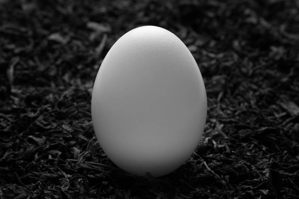 White egg standing on straw - 写真・画像