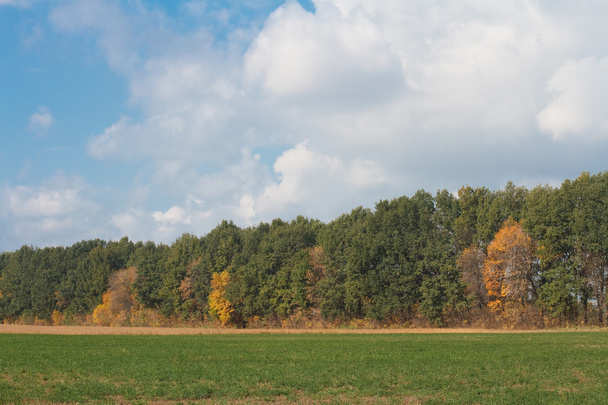 Field and forest at the beginning of autumn. landscape - Fotó, kép